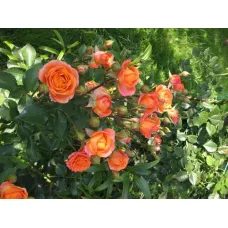 Роза Оранж Флейм (ЗКС)