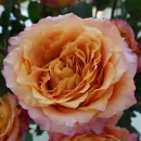 Роза Фри Спирит (ЗКС)