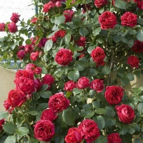 Роза Бенджамин Бриттен (ЗКС)