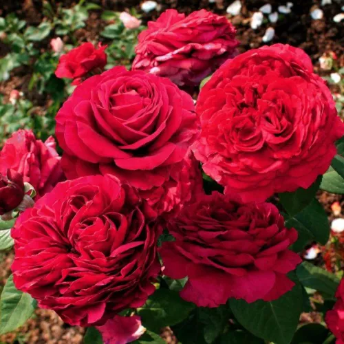 Роза четырех ветров (Rose des 4 Vents) (ЗКС)