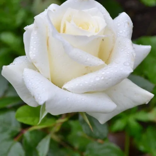 Роза Анастасия (ЗКС)