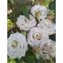 Мента (Menta) (ЗКС)