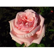Пинк Охара (Pink O’Hara) (ЗКС)