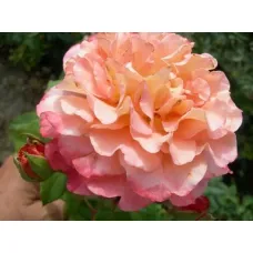 Роза Августа Луиза (ЗКС)
