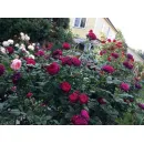 Роза Астрид Графин фон Харденберг (ЗКС)